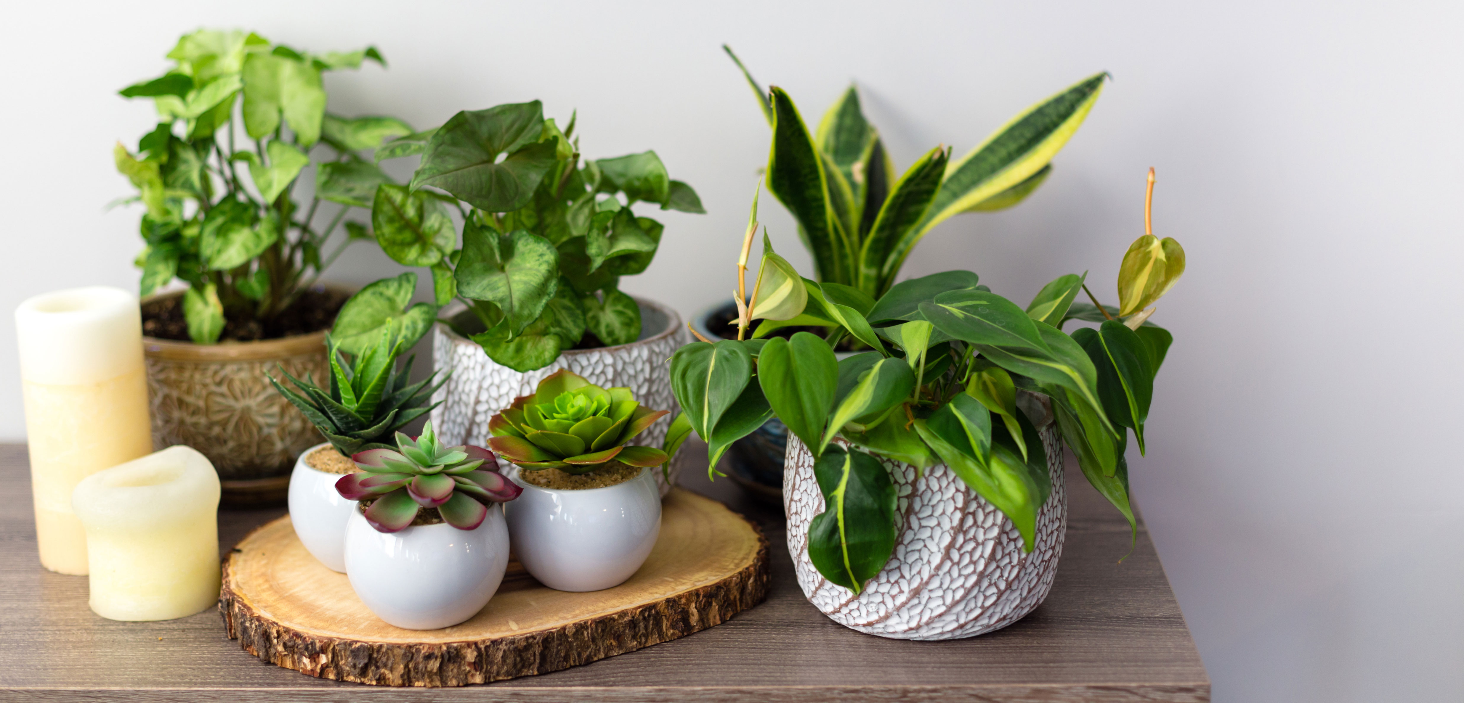 Interior_Plants_Pots